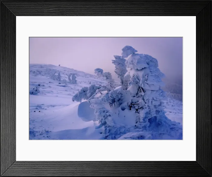 Framed Print : Lone wolf in Carpathian Mountains, Ukraine Framed Print : Lone wolf in Carpathian Mountains, Ukraine