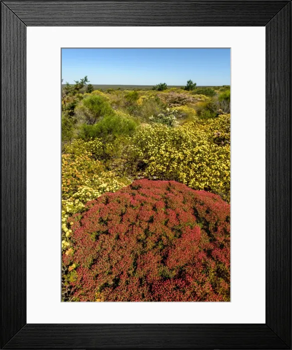 Framed Print : Flower Bloom at Kalbarri