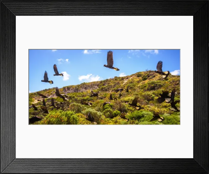 Framed Print : Black Cockatoos Framed Print : Black Cockatoos