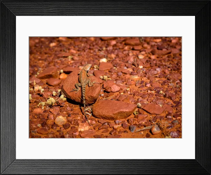 Framed Print : Pilbara Ring Tailed Dragon Framed Print : Pilbara Ring Tailed Dragon