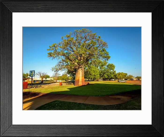 Framed Print : Baobab tree in Derby