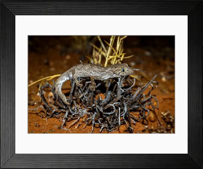 Framed Print : Exmouth spiny-tailed