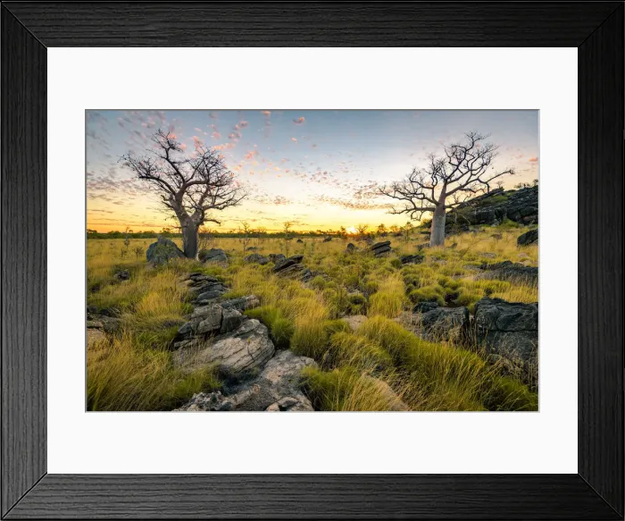 Framed Print : Baobab trees at Oscar Range Framed Print : Baobab trees at Oscar Range