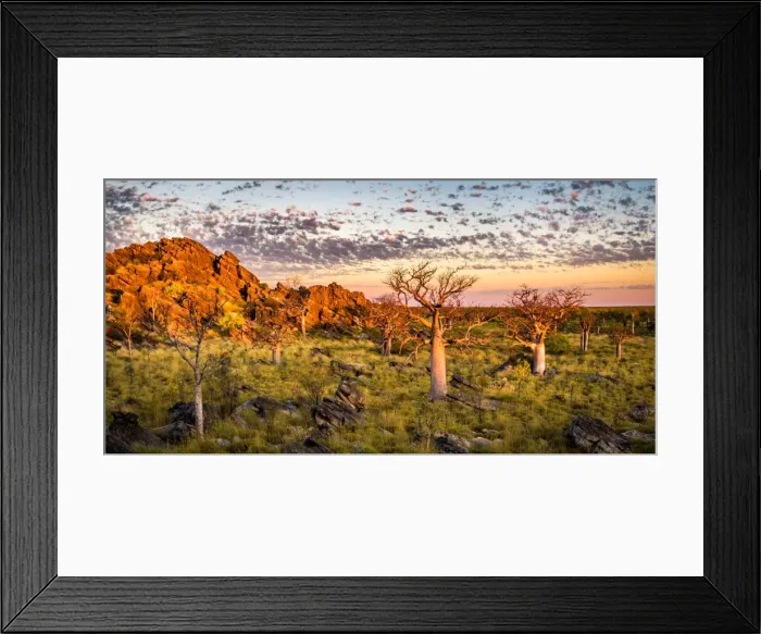 Framed Print : Baobab trees at Oscar Range Framed Print : Baobab trees at Oscar Range