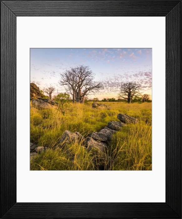 Framed Print : Baobab trees at Oscar Range Framed Print : Baobab trees at Oscar Range