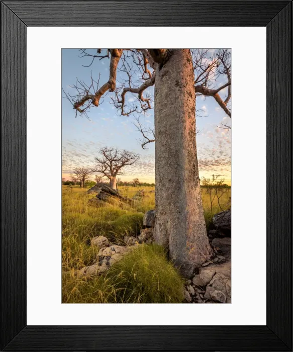 Framed Print : Baobab trees at Oscar Range Framed Print : Baobab trees at Oscar Range