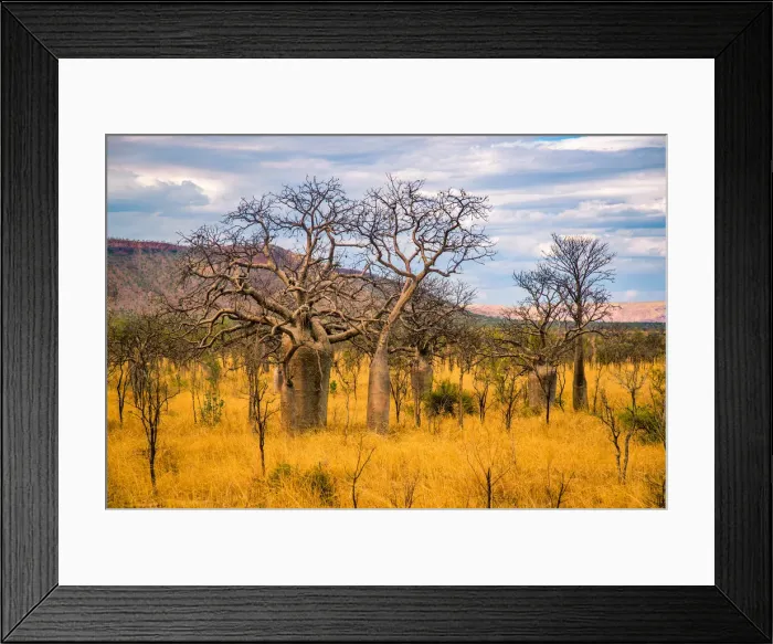 Framed Print : Kimberley Baobab Framed Print : Kimberley Baobab