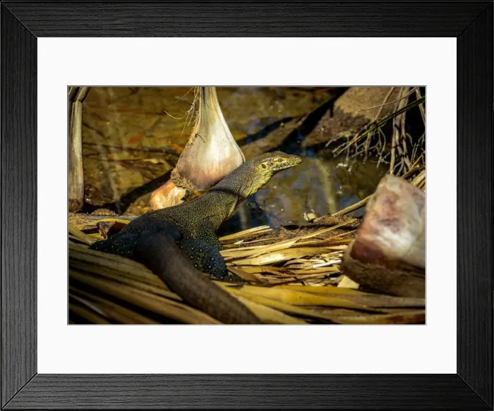 Framed Print : Mertenss water monitor Framed Print : Mertenss water monitor