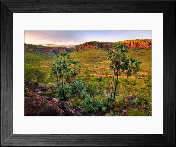 Framed Print : Livistona Palms Framed Print : Livistona Palms