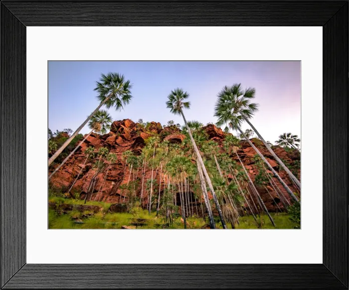 Framed Print : Livistona Palms Framed Print : Livistona Palms