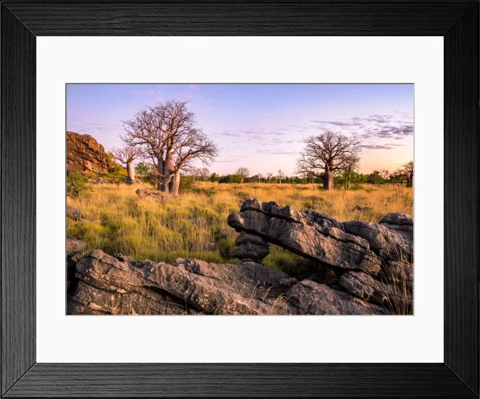 Framed Print : Baobab trees at Oscar Range