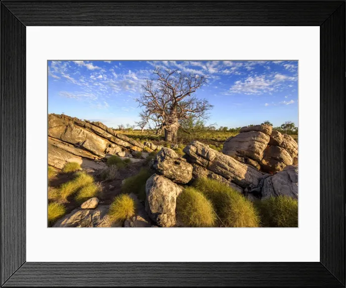 Framed Print : Baobab trees at Oscar Range