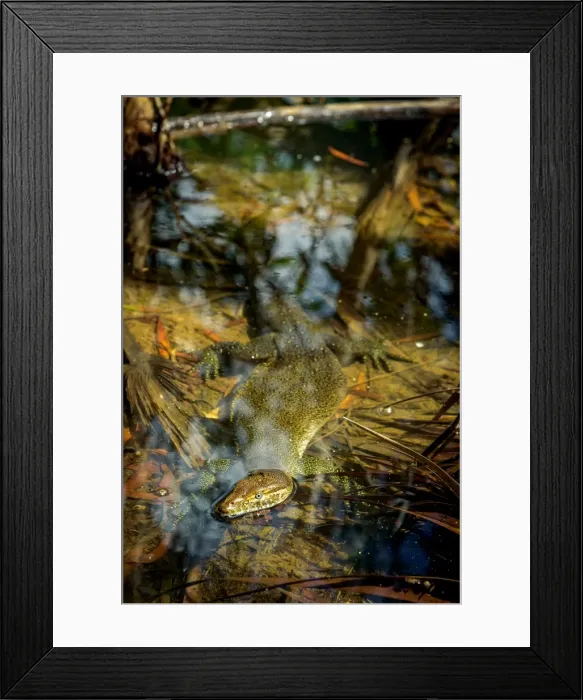 Framed Print : Mertenss water monitor Framed Print : Mertenss water monitor
