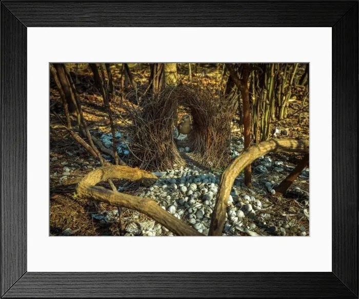 Framed Print : Great Bowerbird and bower