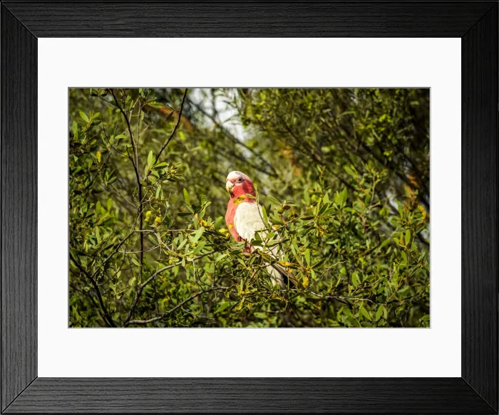 Framed Print : Galah Cockatoo Framed Print : Galah Cockatoo