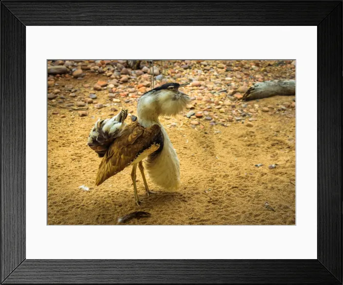 Framed Print : Male Australian Bustard