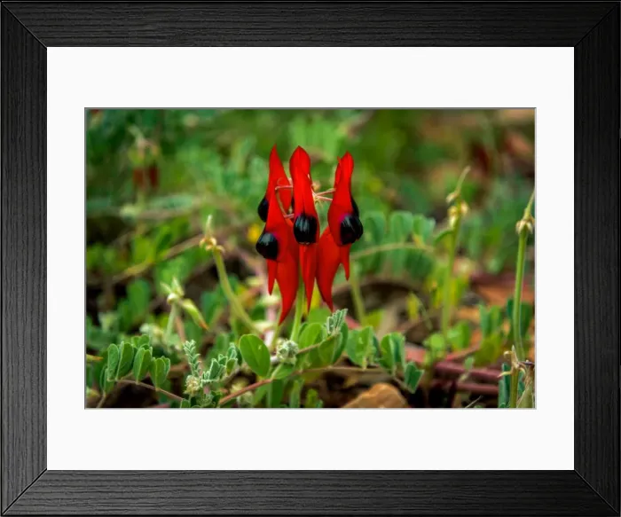 Framed Print : Sturts Desert Pea Framed Print : Sturts Desert Pea