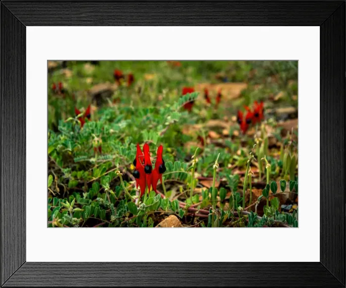 Framed Print : Sturts Desert Pea Framed Print : Sturts Desert Pea