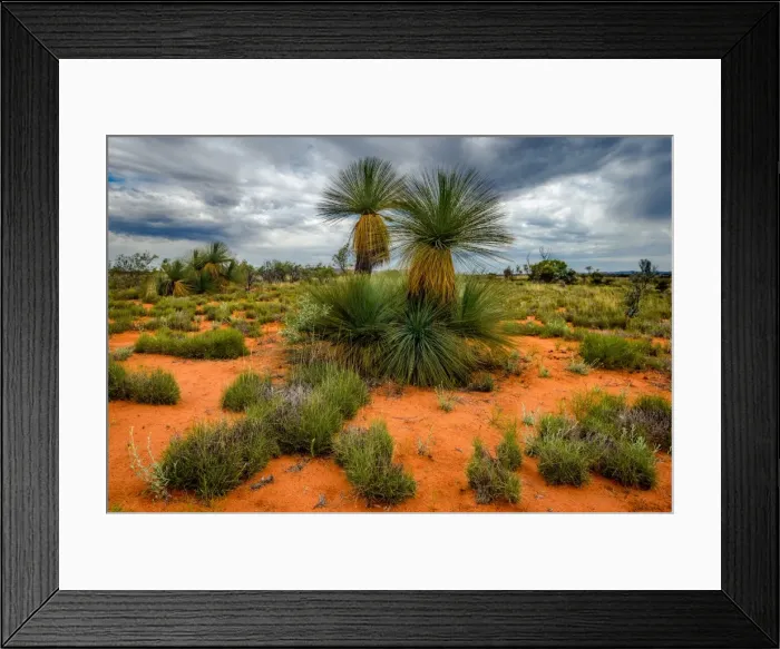 Framed Print : Central Auatralia Grass trees