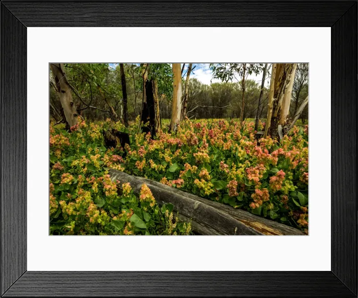 Framed Print : Flower Bloom at Gosse Bluff Framed Print : Flower Bloom at Gosse Bluff