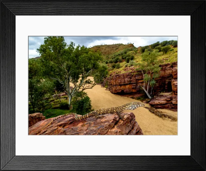 Framed Print : Perentie warming up on the rock overlooking Trephina Gorge after some cold winter rains Framed Print : Perentie warming up on the rock overlooking Trephina Gorge after some cold winter rains