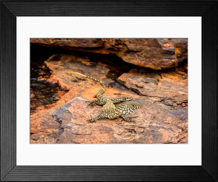Framed Print : Perentie warming up on the rock overlooking Trephina Gorge after some cold winter rains Framed Print : Perentie warming up on the rock overlooking Trephina Gorge after some cold winter rains