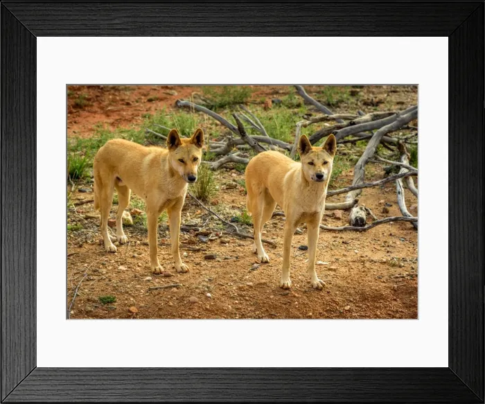 Framed Print : Dingos in Central Australia Framed Print : Dingos in Central Australia