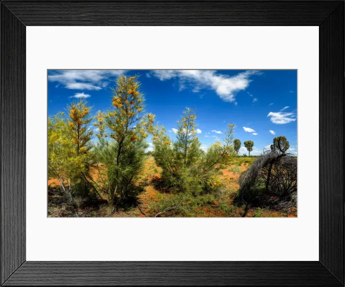 Framed Print : Desert Grevillea