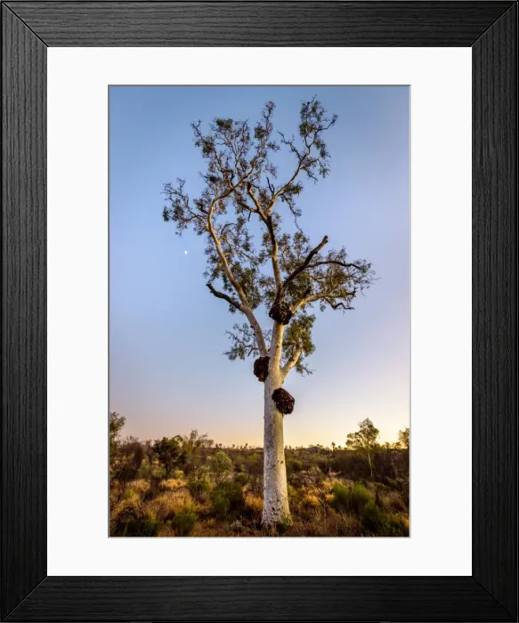 Framed Print : Gost Gum at Gost Gum Flat Framed Print : Gost Gum at Gost Gum Flat