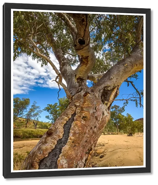 River Red Gum