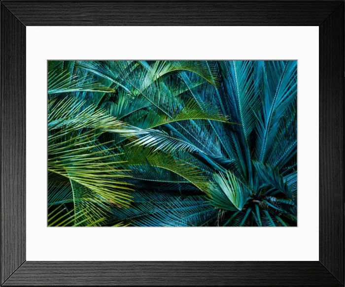 Framed Print : MacDonnell Ranges Cycads