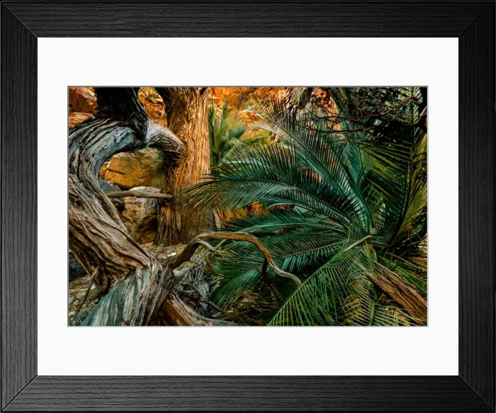 Framed Print : MacDonnell Ranges Cycads