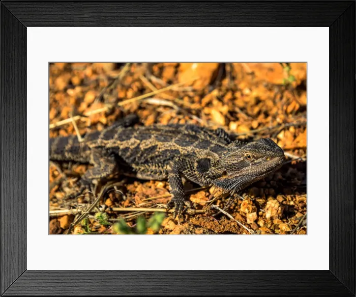 Framed Print : Bearded Dragon Framed Print : Bearded Dragon