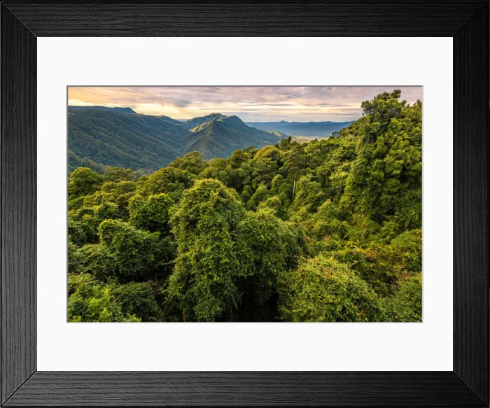Framed Print : Gondwana Rainforest at Dorrigo National Park, New South Wales Framed Print : Gondwana Rainforest at Dorrigo National Park, New South Wales