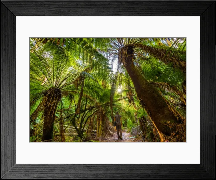 Framed Print : Trail to Junee Cave in Southwest Tasmania Framed Print : Trail to Junee Cave in Southwest Tasmania
