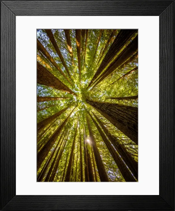 Framed Print : Redwoods grow at Great Otway National Park, Victoria Framed Print : Redwoods grow at Great Otway National Park, Victoria