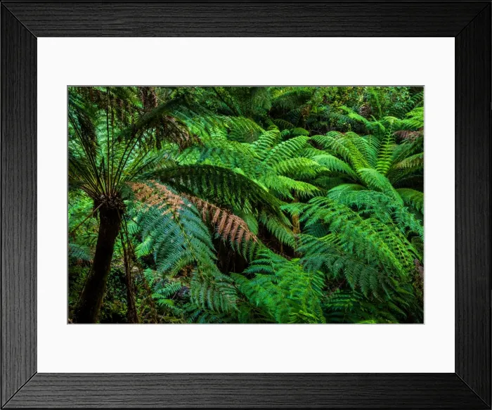 Framed Print : Ferns in Melba Gully, Great Otway National Park, Victoria
