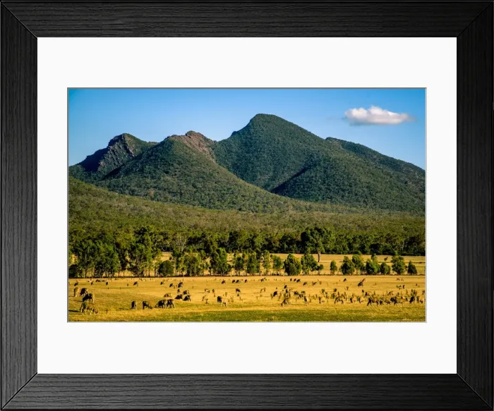 Framed Print : Sheep herd in Southern Grampians, Victoria