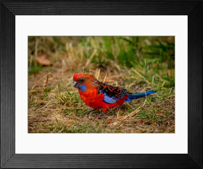 Framed Print : Crimson Rosella Framed Print : Crimson Rosella