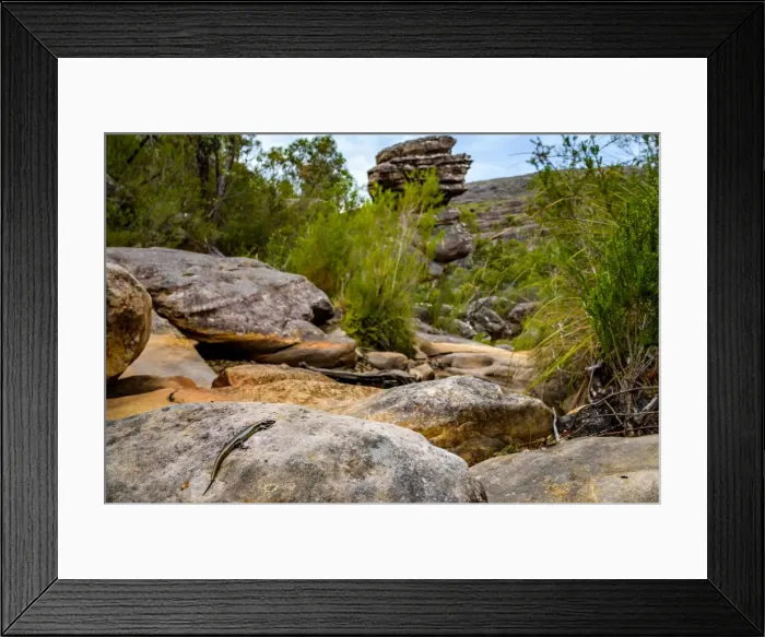 Framed Print : Skink in Wonderland Range, Grampians National Park, Victoria Framed Print : Skink in Wonderland Range, Grampians National Park, Victoria