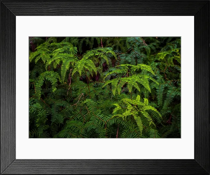 Framed Print : Ferns at Hidden Bay at South West Cape trail, Southwest Tasmania Framed Print : Ferns at Hidden Bay at South West Cape trail, Southwest Tasmania