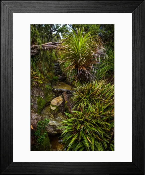 Framed Print : Track through at the rainforest at Ironbound Range, South Coast track, Southwest Tasmania