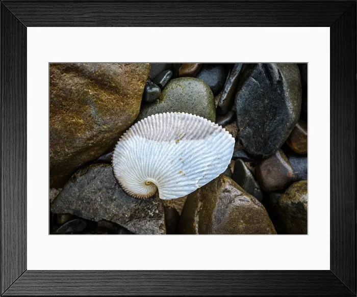Framed Print : Shell at South Cape Rivulet, South Coast track, Southwest Tasmania