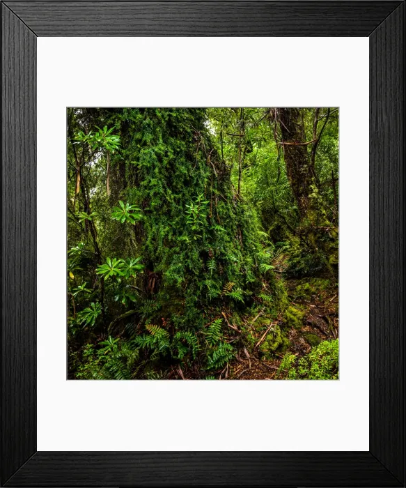 Framed Print : South Cape Range forest at South Coast track, Southwest Tasmania Framed Print : South Cape Range forest at South Coast track, Southwest Tasmania
