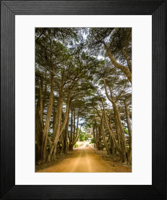 Framed Print : Cypress-lined road to Darlington at Maria Island, Tasmania