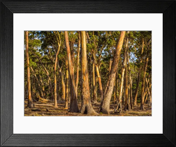 Framed Print : Eucalypt Forest at Maria island, Tasmania