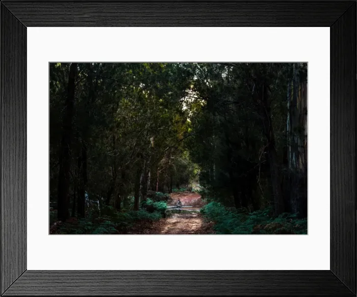 Framed Print : Kangaroo on Frenchs Farm Road at Maria Island