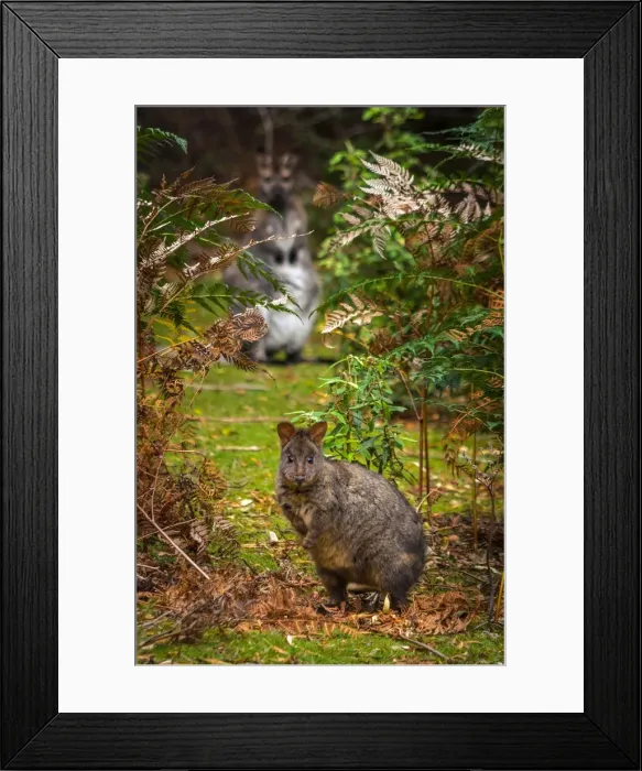 Framed Print : Pademelon at Maria Island, Tasmania Framed Print : Pademelon at Maria Island, Tasmania