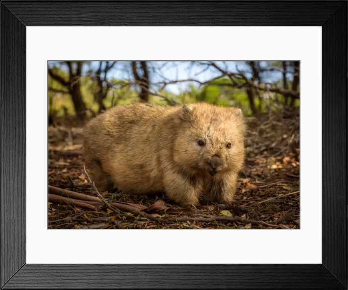 Framed Print : Wombat at Maria island, Tasmania