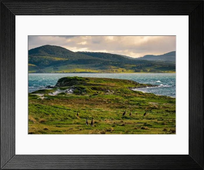 Framed Print : Kangaroos at Lesueur Point, Maria Island, Tasmania